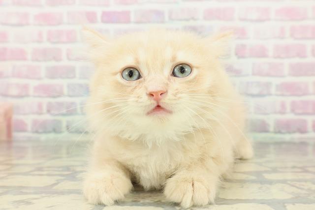 神奈川県のミヌエット (Coo&RIKU日吉店/2026年2月12日生まれ/男の子/クリーム)の子猫の1枚目の画像