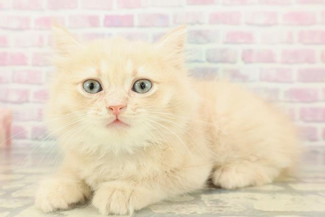 神奈川県のミヌエット (Coo&RIKU日吉店/2026年2月12日生まれ/男の子/クリーム)の子猫の2枚目の画像