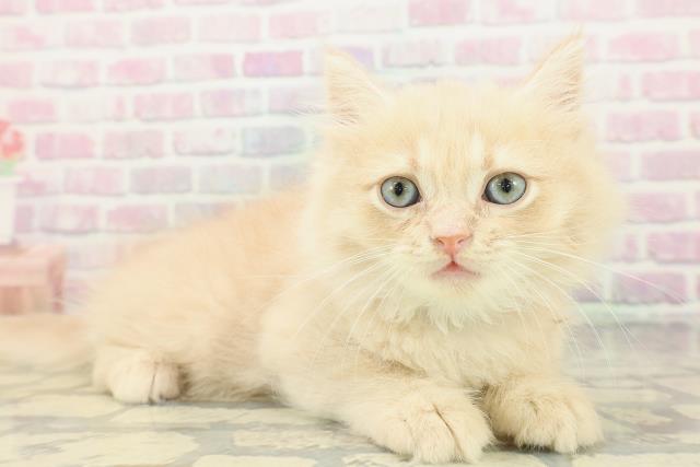 神奈川県のミヌエット (Coo&RIKU日吉店/2026年2月12日生まれ/男の子/クリーム)の子猫の3枚目の画像