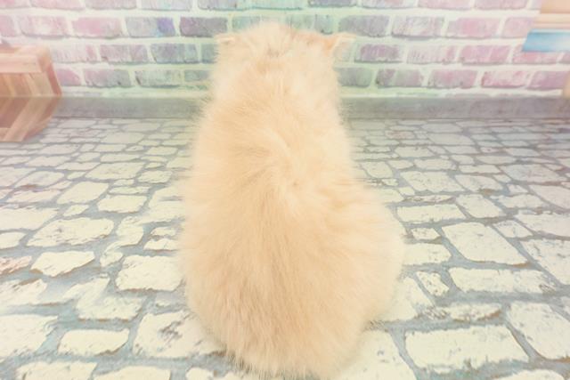 神奈川県のミヌエット (Coo&RIKU日吉店/2026年2月12日生まれ/男の子/クリーム)の子猫の4枚目の画像