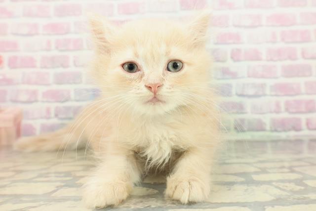 山梨県のミヌエット (Coo&RIKU甲府昭和通り店/2026年2月12日生まれ/男の子/クリーム)の子猫の1枚目の画像