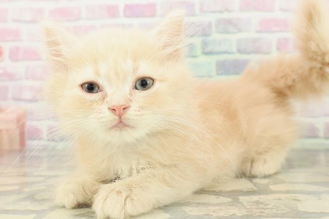 山梨県のミヌエット (Coo&RIKU甲府昭和通り店/2026年2月12日生まれ/男の子/クリーム)の子猫の2枚目の画像