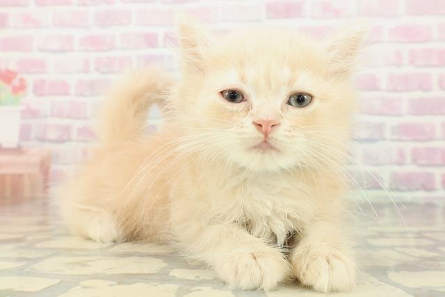 山梨県のミヌエット (Coo&RIKU甲府昭和通り店/2026年2月12日生まれ/男の子/クリーム)の子猫の3枚目の画像