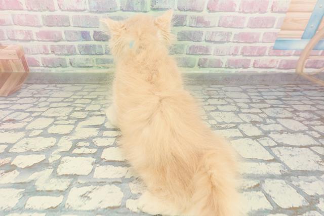 山梨県のミヌエット (Coo&RIKU甲府昭和通り店/2026年2月12日生まれ/男の子/クリーム)の子猫の4枚目の画像