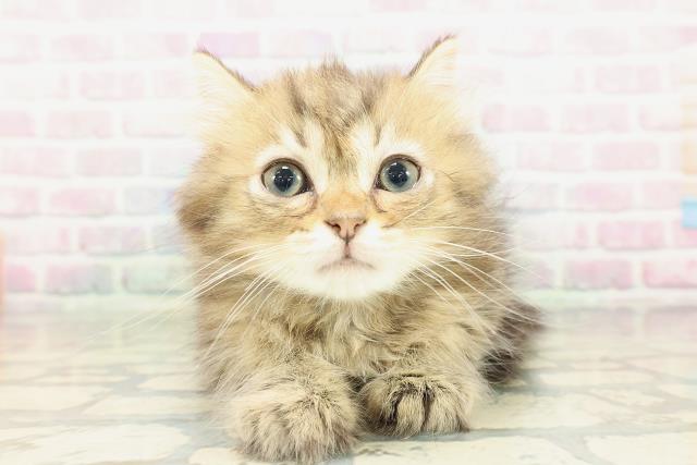 埼玉県のミヌエット (Coo&RIKU岩槻店/2026年2月10日生まれ/男の子/ブラウンタビー)の子猫の1枚目の画像