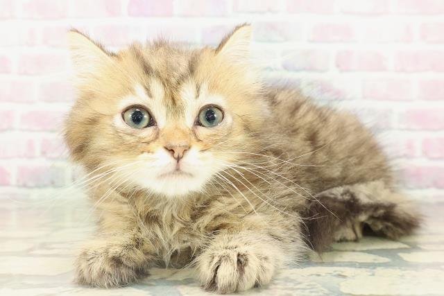 埼玉県のミヌエット (Coo&RIKU岩槻店/2026年2月10日生まれ/男の子/ブラウンタビー)の子猫の2枚目の画像