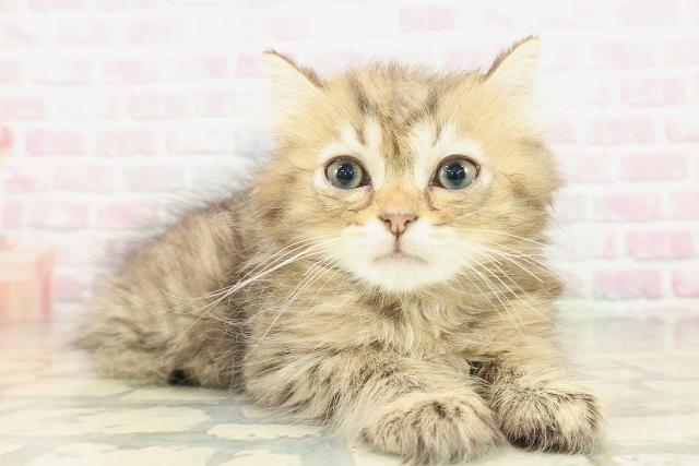 埼玉県のミヌエット (Coo&RIKU岩槻店/2026年2月10日生まれ/男の子/ブラウンタビー)の子猫の3枚目の画像