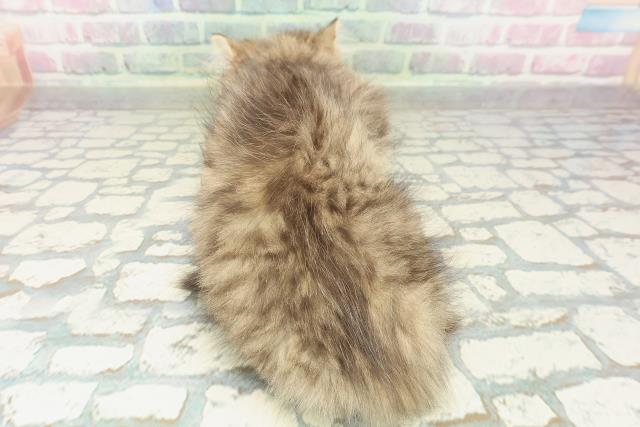 埼玉県のミヌエット (Coo&RIKU岩槻店/2026年2月10日生まれ/男の子/ブラウンタビー)の子猫の4枚目の画像