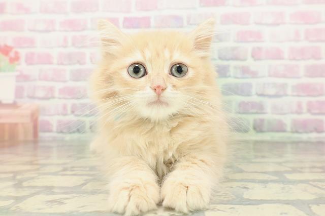 東京都のミヌエット (Coo&RIKU府中店/2026年2月10日生まれ/男の子/クリームタビー)の子猫の1枚目の画像