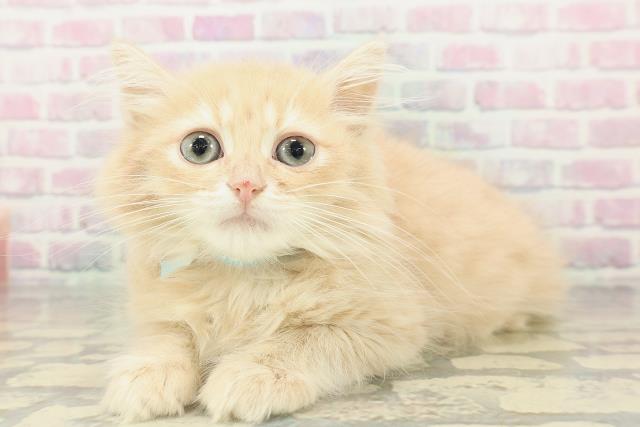 東京都のミヌエット (Coo&RIKU府中店/2026年2月10日生まれ/男の子/クリームタビー)の子猫の2枚目の画像