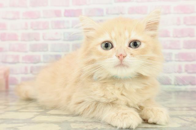 東京都のミヌエット (Coo&RIKU府中店/2026年2月10日生まれ/男の子/クリームタビー)の子猫の3枚目の画像