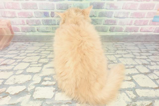 東京都のミヌエット (Coo&RIKU府中店/2026年2月10日生まれ/男の子/クリームタビー)の子猫の4枚目の画像