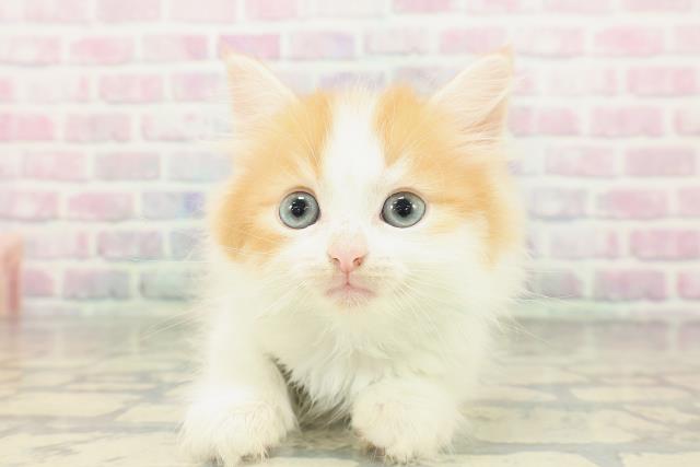 埼玉県のマンチカン (Coo&RIKU桶川店/2026年2月14日生まれ/男の子/レッドタビーホワイト)の子猫の1枚目の画像