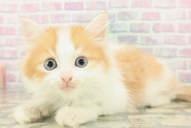 埼玉県のマンチカン (Coo&RIKU桶川店/2026年2月14日生まれ/男の子/レッドタビーホワイト)の子猫の2枚目の画像