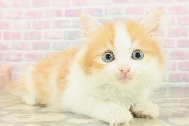 埼玉県のマンチカン (Coo&RIKU桶川店/2026年2月14日生まれ/男の子/レッドタビーホワイト)の子猫の3枚目の画像