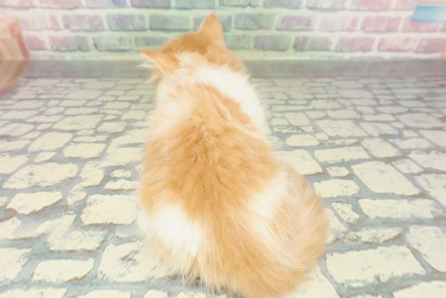 埼玉県のマンチカン (Coo&RIKU桶川店/2026年2月14日生まれ/男の子/レッドタビーホワイト)の子猫の4枚目の画像