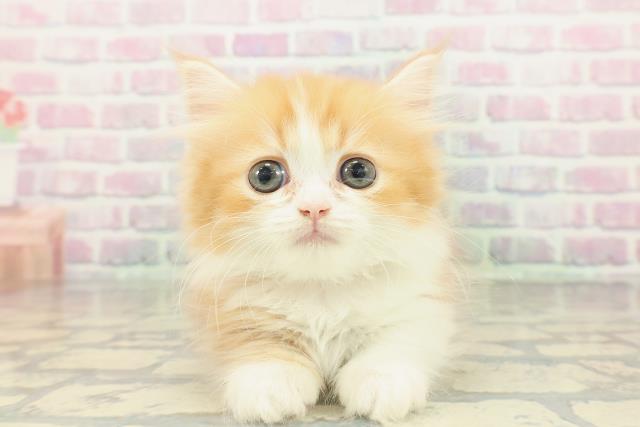 埼玉県のマンチカン (Coo&RIKU川越店/2026年2月14日生まれ/女の子/レッドタビーホワイト)の子猫の1枚目の画像