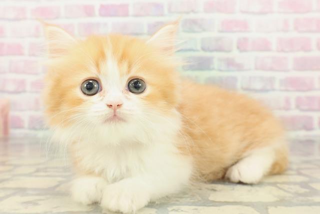 埼玉県のマンチカン (Coo&RIKU川越店/2026年2月14日生まれ/女の子/レッドタビーホワイト)の子猫の2枚目の画像