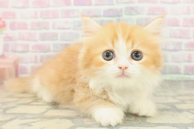 埼玉県のマンチカン (Coo&RIKU川越店/2026年2月14日生まれ/女の子/レッドタビーホワイト)の子猫の3枚目の画像