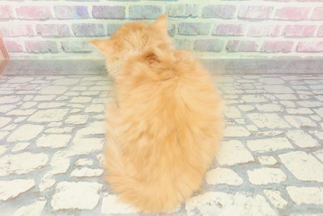 埼玉県のマンチカン (Coo&RIKU川越店/2026年2月14日生まれ/女の子/レッドタビーホワイト)の子猫の4枚目の画像