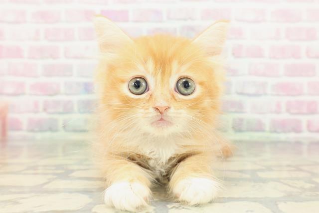 東京都のマンチカン (Coo&RIKU東久留米店/2026年2月14日生まれ/女の子/レッドタビーホワイト)の子猫の1枚目の画像