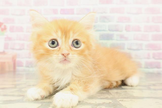 東京都のマンチカン (Coo&RIKU東久留米店/2026年2月14日生まれ/女の子/レッドタビーホワイト)の子猫の2枚目の画像