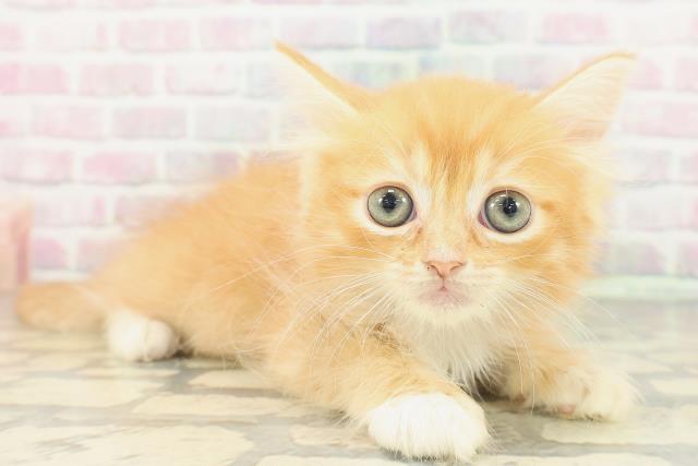 東京都のマンチカン (Coo&RIKU東久留米店/2026年2月14日生まれ/女の子/レッドタビーホワイト)の子猫の3枚目の画像