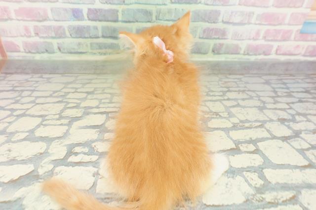 東京都のマンチカン (Coo&RIKU東久留米店/2026年2月14日生まれ/女の子/レッドタビーホワイト)の子猫の4枚目の画像