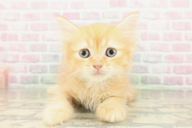 東京都のマンチカン (Coo&RIKU東久留米店/2026年2月14日生まれ/男の子/レッドタビー)の子猫の1枚目の画像