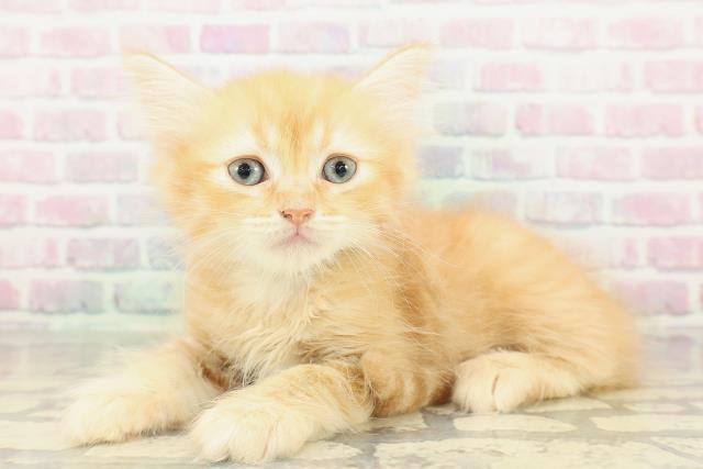 東京都のマンチカン (Coo&RIKU東久留米店/2026年2月14日生まれ/男の子/レッドタビー)の子猫の2枚目の画像