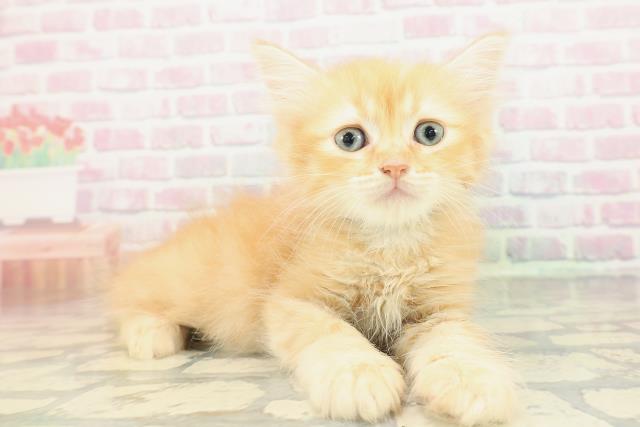 東京都のマンチカン (Coo&RIKU東久留米店/2026年2月14日生まれ/男の子/レッドタビー)の子猫の3枚目の画像