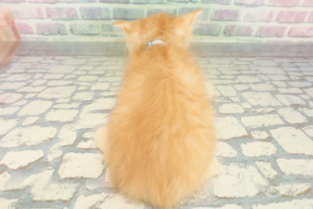 東京都のマンチカン (Coo&RIKU東久留米店/2026年2月14日生まれ/男の子/レッドタビー)の子猫の4枚目の画像