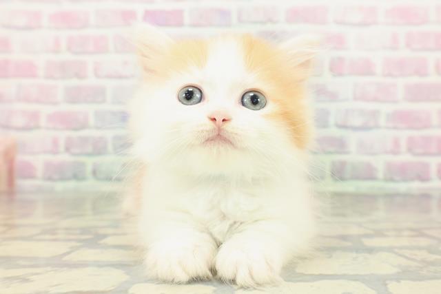 埼玉県のマンチカン (Coo&RIKU草加バイパス店/2026年2月14日生まれ/男の子/レッドタビーホワイト)の子猫の1枚目の画像