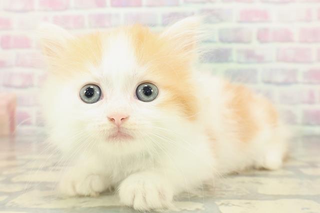 埼玉県のマンチカン (Coo&RIKU草加バイパス店/2026年2月14日生まれ/男の子/レッドタビーホワイト)の子猫の2枚目の画像