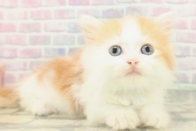 埼玉県のマンチカン (Coo&RIKU草加バイパス店/2026年2月14日生まれ/男の子/レッドタビーホワイト)の子猫の3枚目の画像