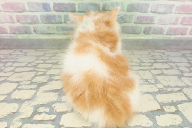 埼玉県のマンチカン (Coo&RIKU草加バイパス店/2026年2月14日生まれ/男の子/レッドタビーホワイト)の子猫の4枚目の画像