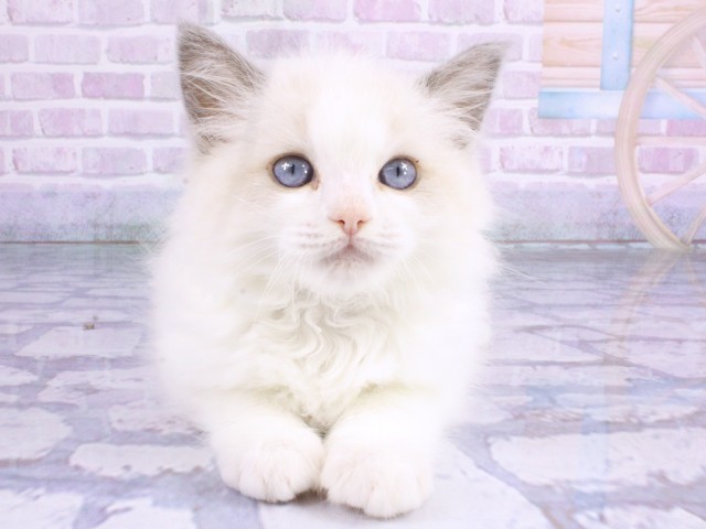 大阪府のラグドール (Coo&RIKU寝屋川店/2026年2月12日生まれ/男の子/ブルーポイントバイカラー)の子猫の1枚目の画像