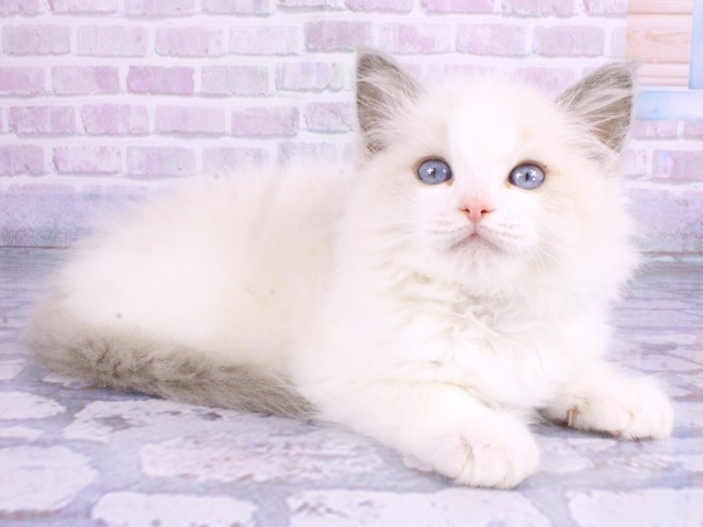 大阪府のラグドール (Coo&RIKU寝屋川店/2026年2月12日生まれ/男の子/ブルーポイントバイカラー)の子猫の2枚目の画像