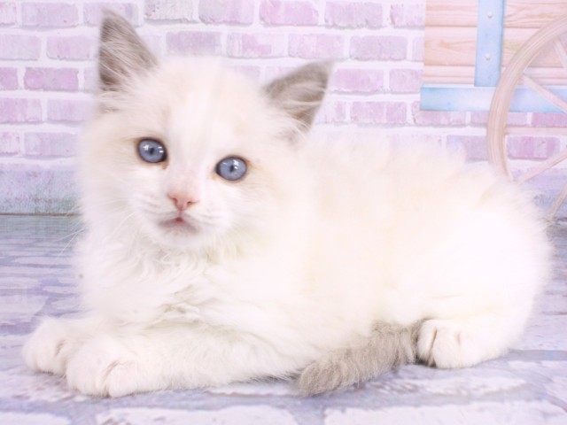大阪府のラグドール (Coo&RIKU寝屋川店/2026年2月12日生まれ/男の子/ブルーポイントバイカラー)の子猫の3枚目の画像