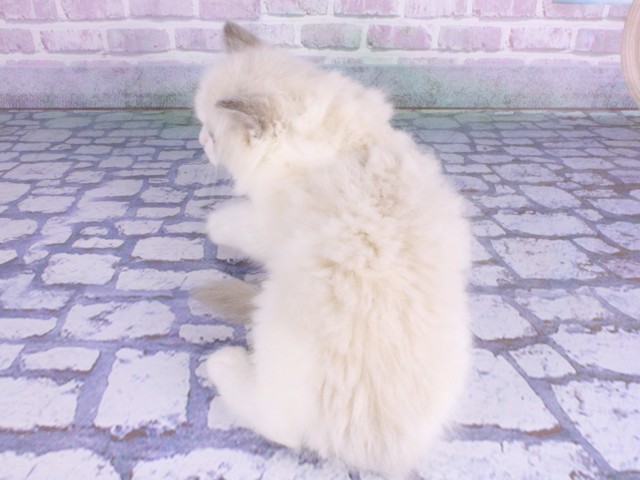 大阪府のラグドール (Coo&RIKU寝屋川店/2026年2月12日生まれ/男の子/ブルーポイントバイカラー)の子猫の4枚目の画像