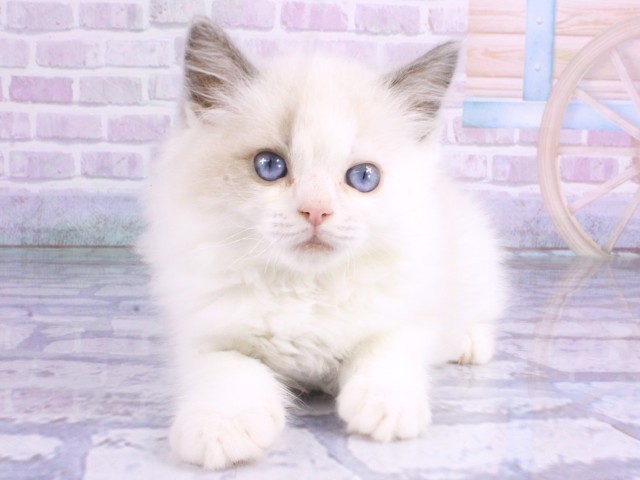 兵庫県のラグドール (Coo&RIKU神戸東灘店/2026年2月12日生まれ/男の子/ブルーポイントバイカラー)の子猫の1枚目の画像