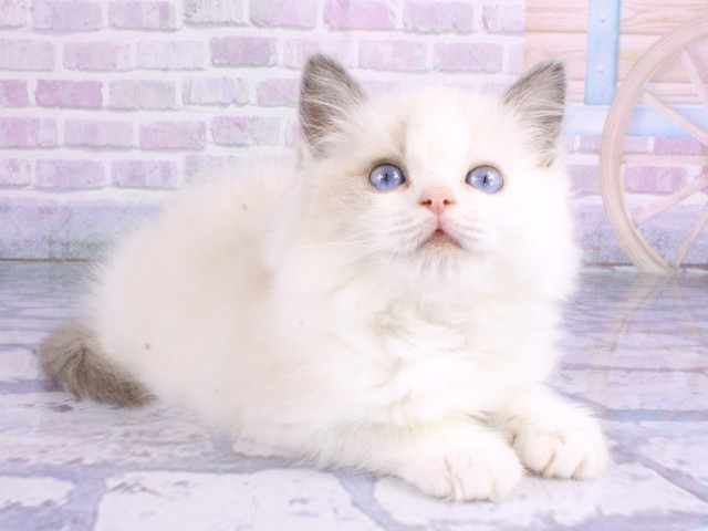 兵庫県のラグドール (Coo&RIKU神戸東灘店/2026年2月12日生まれ/男の子/ブルーポイントバイカラー)の子猫の2枚目の画像