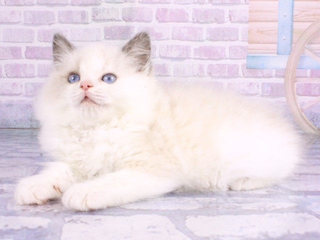 兵庫県のラグドール (Coo&RIKU神戸東灘店/2026年2月12日生まれ/男の子/ブルーポイントバイカラー)の子猫の3枚目の画像