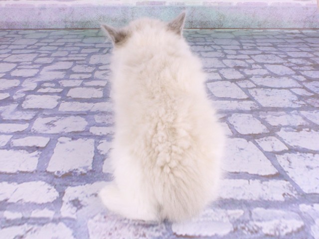 兵庫県のラグドール (Coo&RIKU神戸東灘店/2026年2月12日生まれ/男の子/ブルーポイントバイカラー)の子猫の4枚目の画像