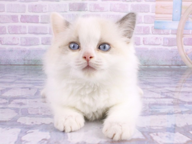 大阪府のラグドール (Coo&RIKU東大阪店/2026年2月12日生まれ/男の子/ブルーポイントバイカラー)の子猫の1枚目の画像