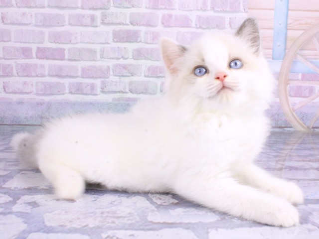 大阪府のラグドール (Coo&RIKU東大阪店/2026年2月12日生まれ/男の子/ブルーポイントバイカラー)の子猫の2枚目の画像