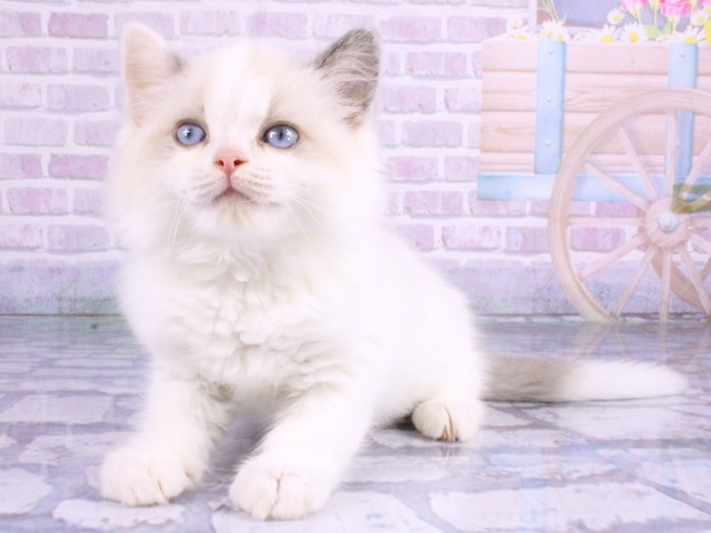 大阪府のラグドール (Coo&RIKU東大阪店/2026年2月12日生まれ/男の子/ブルーポイントバイカラー)の子猫の3枚目の画像