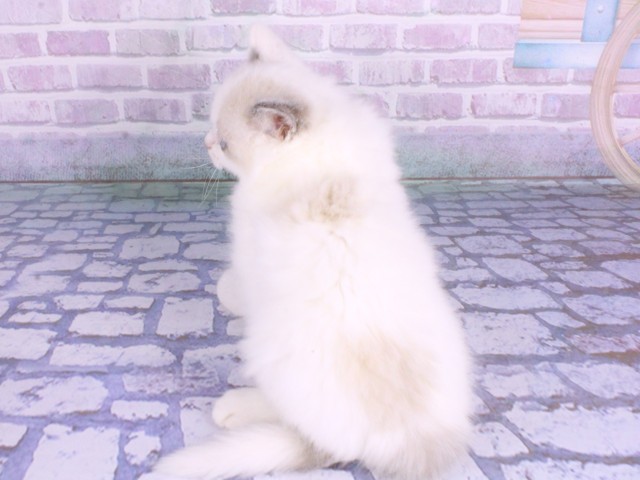 大阪府のラグドール (Coo&RIKU東大阪店/2026年2月12日生まれ/男の子/ブルーポイントバイカラー)の子猫の4枚目の画像