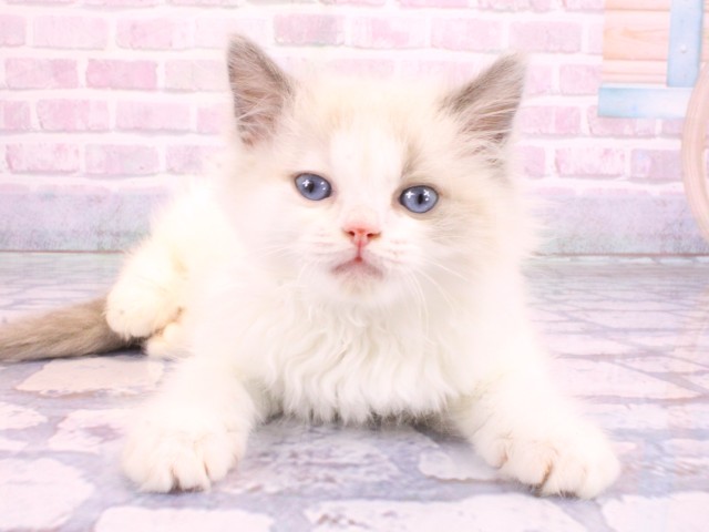 大阪府のラグドール (Coo&RIKU天王寺店/2026年2月12日生まれ/女の子/ブルーポイントバイカラー)の子猫の1枚目の画像