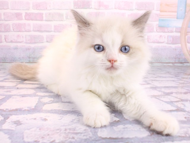 大阪府のラグドール (Coo&RIKU天王寺店/2026年2月12日生まれ/女の子/ブルーポイントバイカラー)の子猫の2枚目の画像